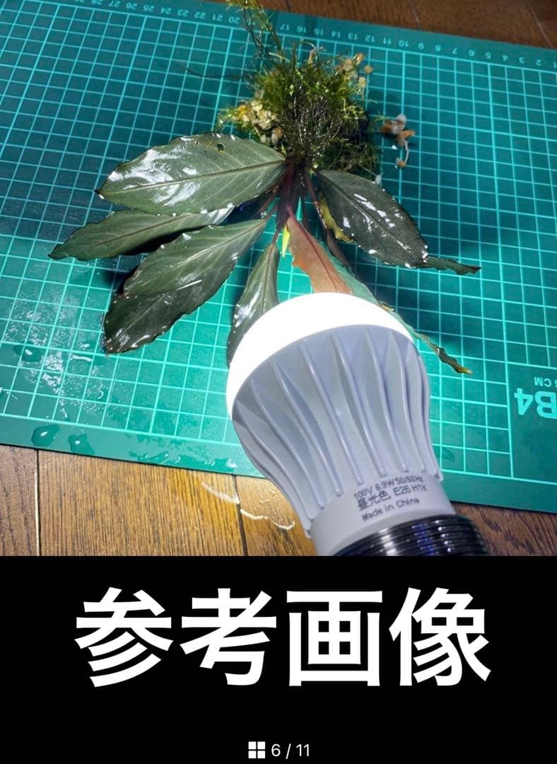S*ー様 インボイス ブセファランドラ ダークグレー　水中管理