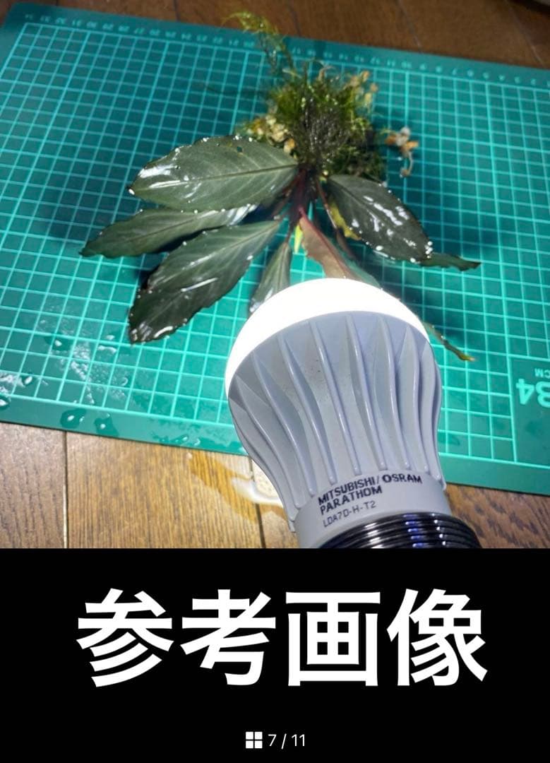 S*ー様 インボイス ブセファランドラ ダークグレー　水中管理
