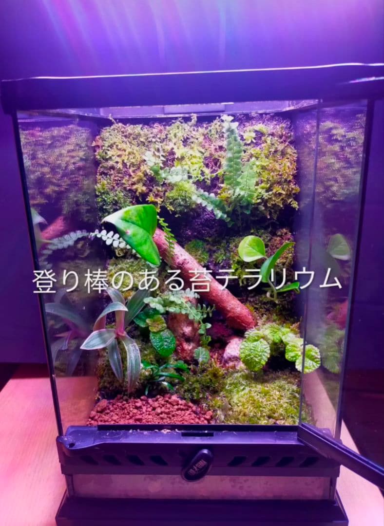 Manaページ