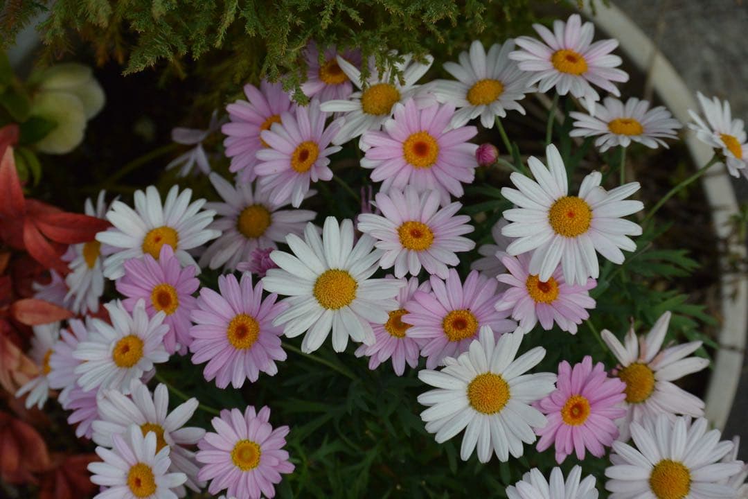 Nikon J1 小難