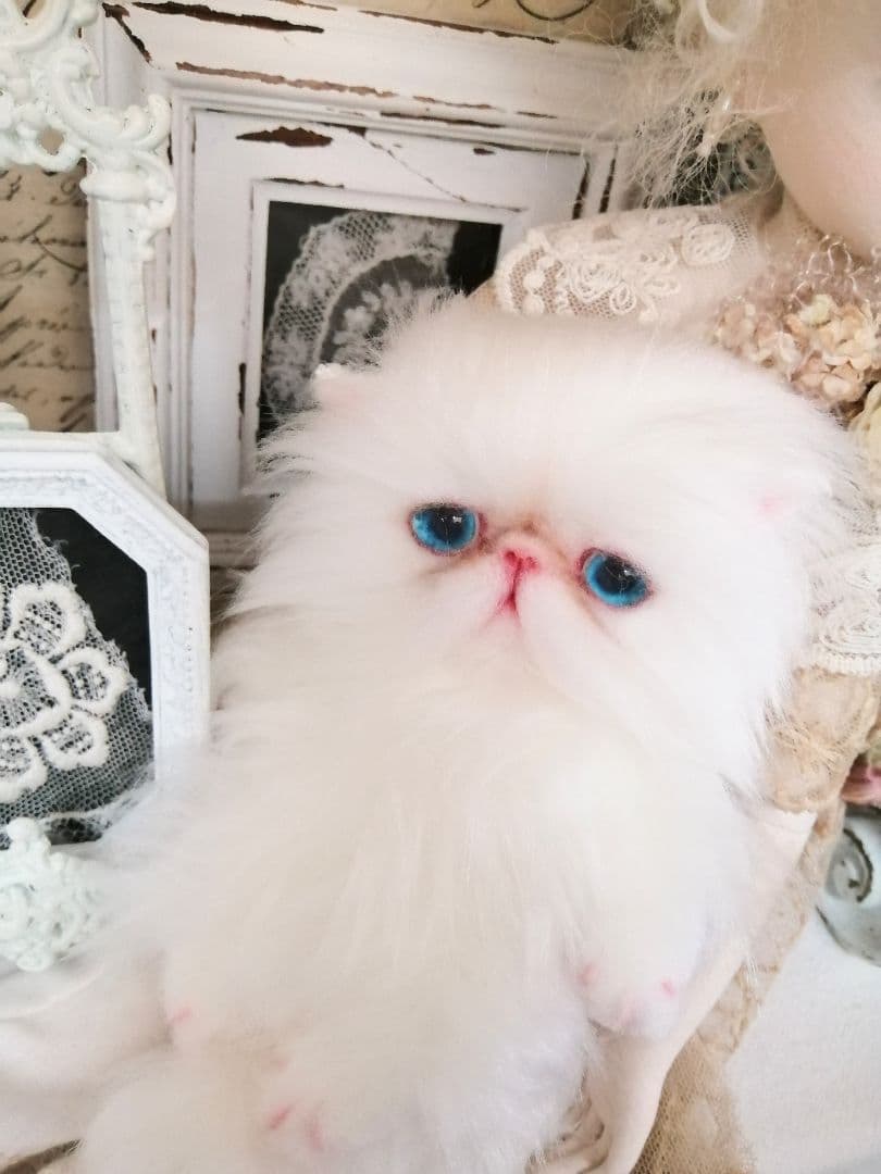 ポッケにゃん♡真っ白美人ちゃん♡エキゾチック子猫ちゃん♡アートドール♡ぬいぐるみ