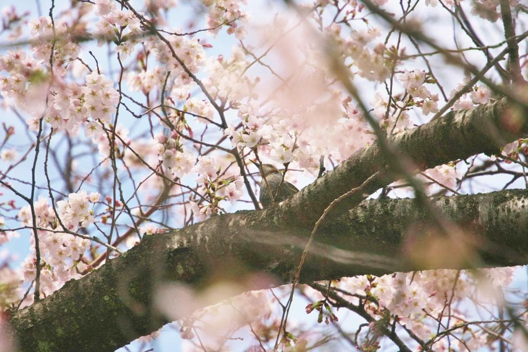 Canon EOS-1D Mark III 本体と付属品　＊値下げしました＊