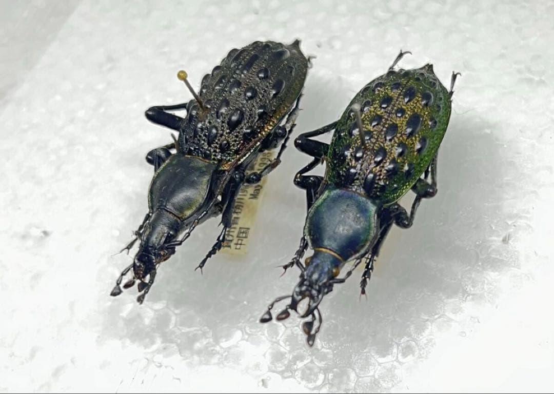 【特価品！】美麗！イボカブリモドキ 標本 4匹セット マイマイカブリ 昆虫標本