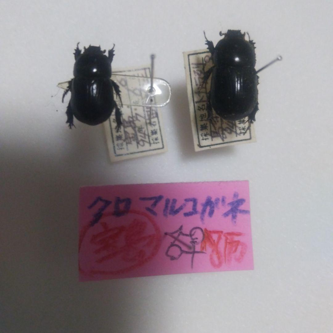 クロマルコガネムシ 宝島 産 ♂♀ペア