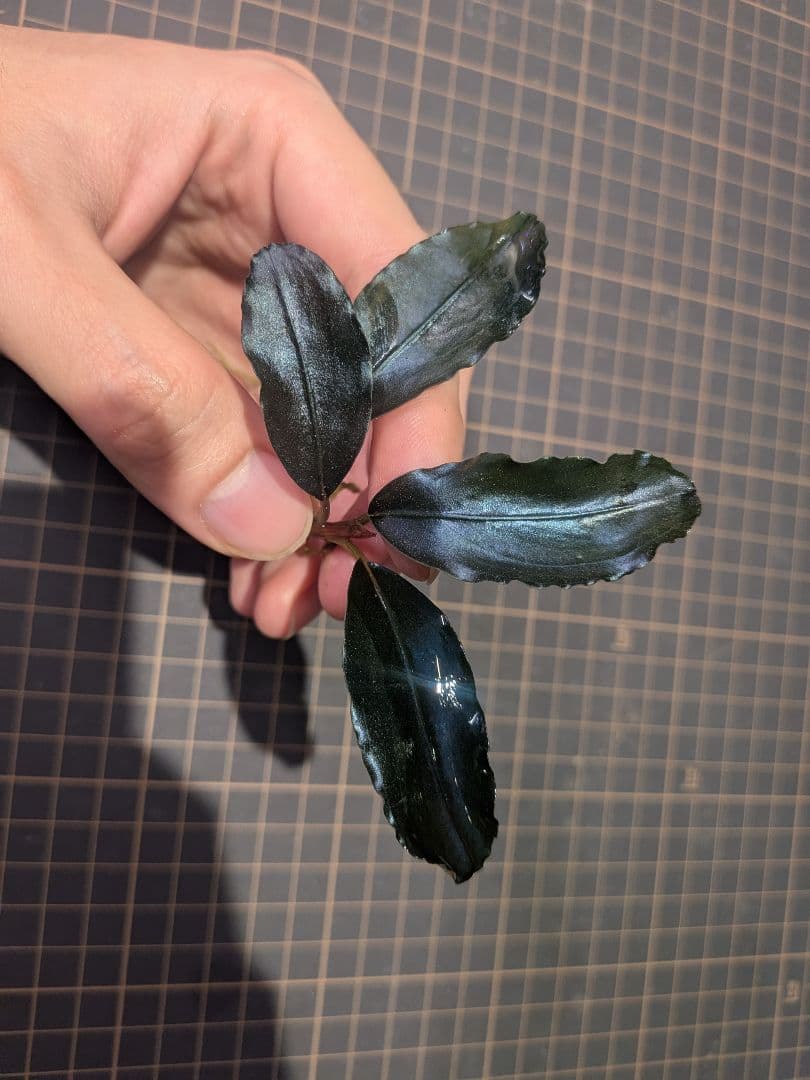 水草 Bucephalandra sp.Nocturne collection