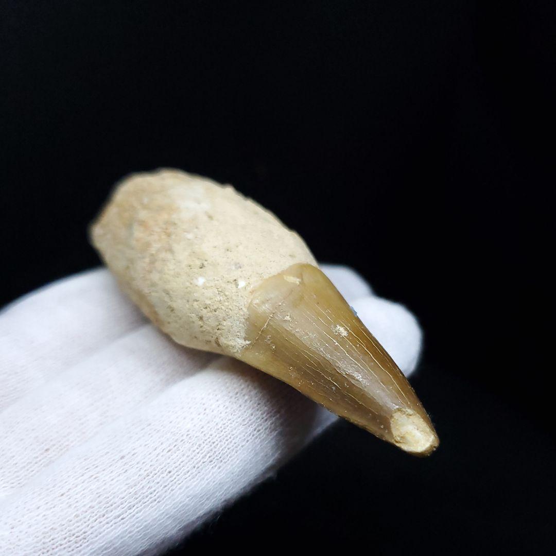 美品 歯根付き モササウルス 化石 歯 本物 73.22mm mos47