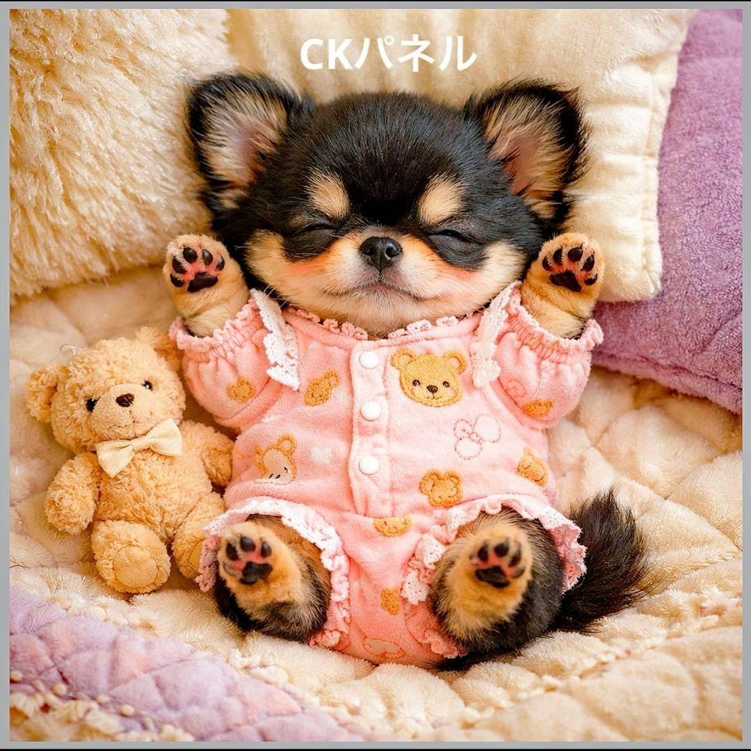激レアおねんねポメラニアン、柴犬、チワワ、パピヨン、シュナウザー、トイプーパネル