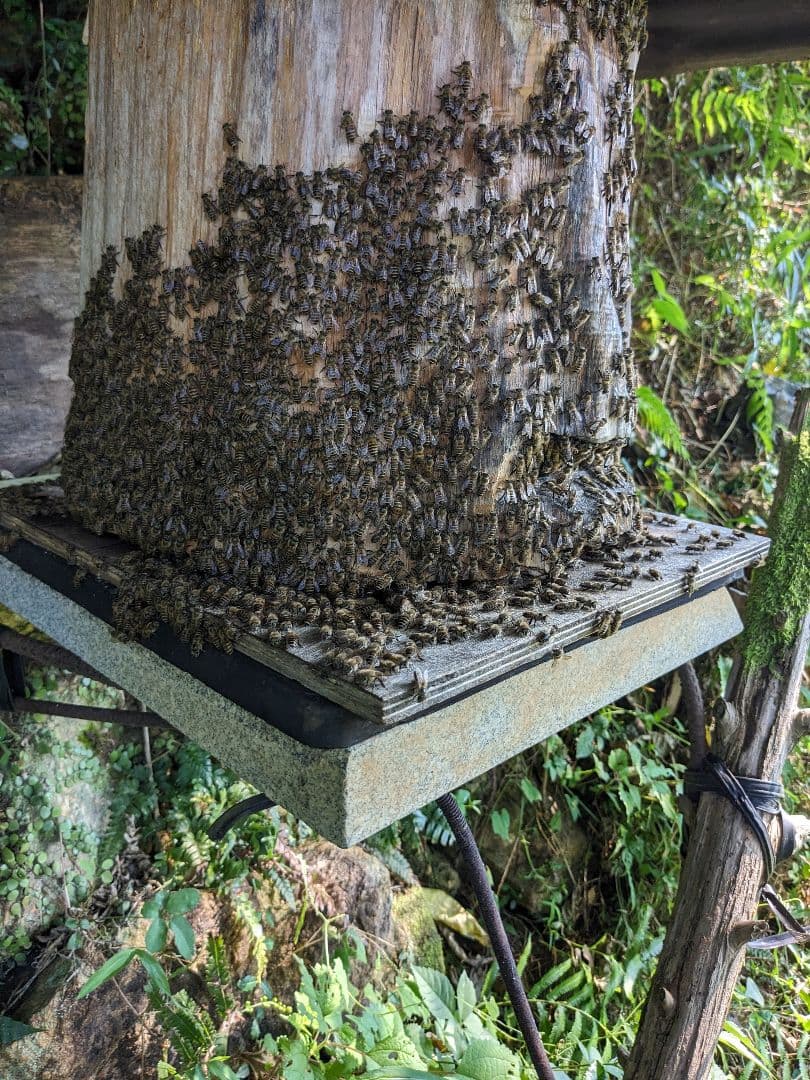 日本ミツバチ 蜂蜜 令和7年度 採れたて　たれ蜜　600g×8 非加熱