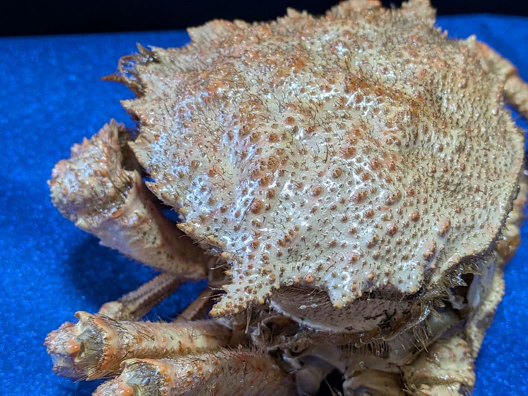 青森県陸奥湾産クリガニトゲクリガニ標本リアル飾り個体剥製（雄蟹）コレクション品