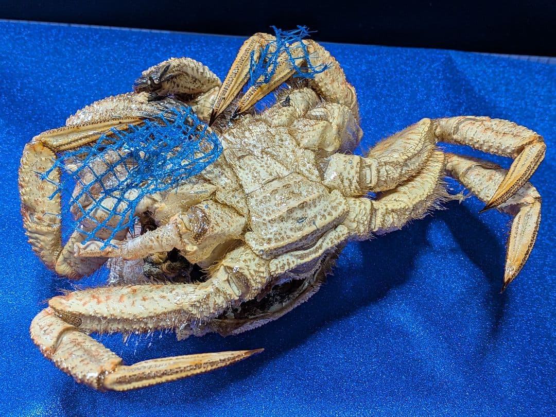 青森県陸奥湾産クリガニトゲクリガニ標本リアル飾り個体剥製（雄蟹）コレクション品
