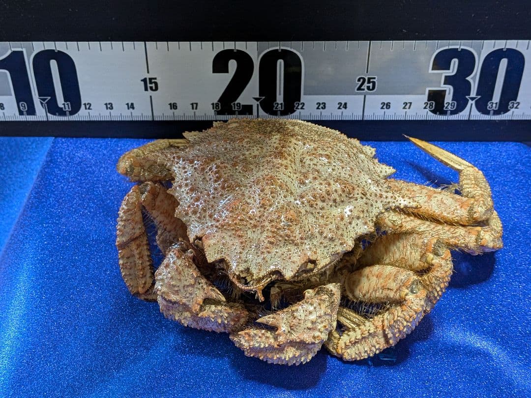 青森県陸奥湾産クリガニトゲクリガニ標本リアル飾り個体剥製（雄蟹）コレクション品