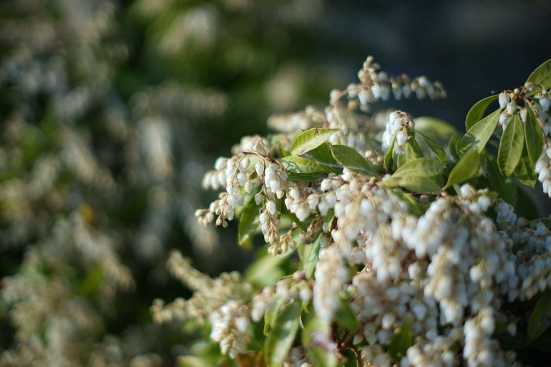作例付き　TTArtisan tilt 50mm F1.4 管mpr 銘匠光学