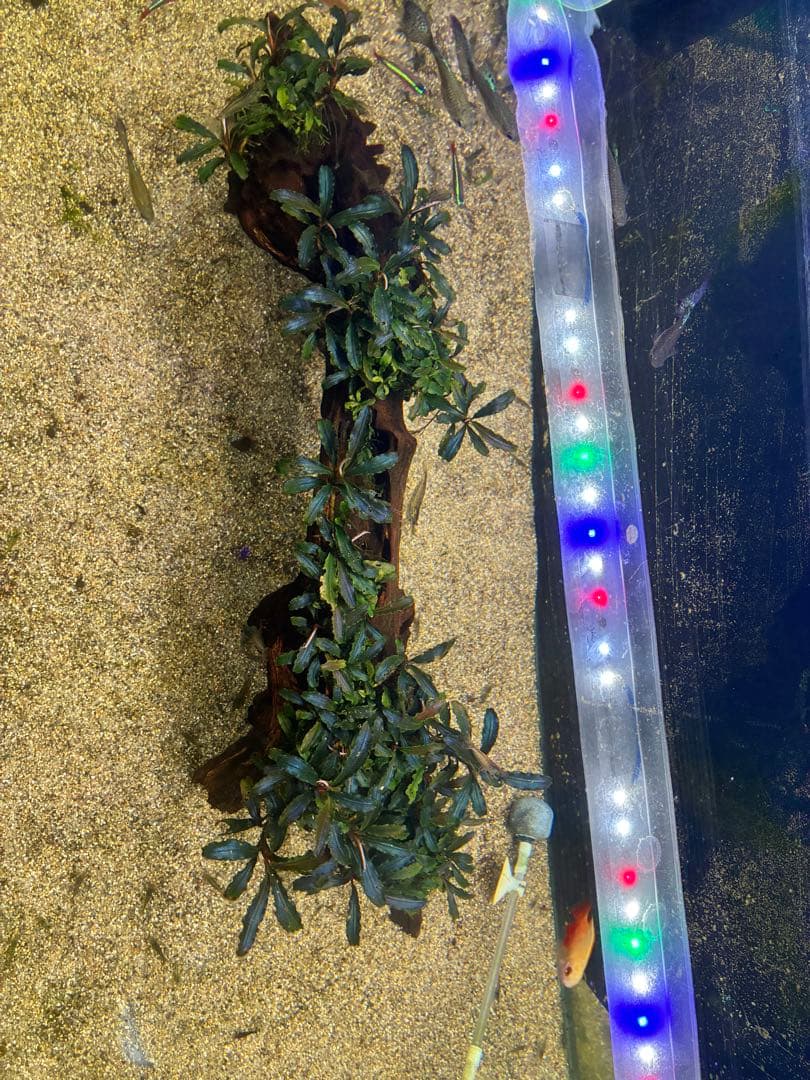 ブセファランドラクダガン群生　活着流木(ADAホーンウッド) スネール無し