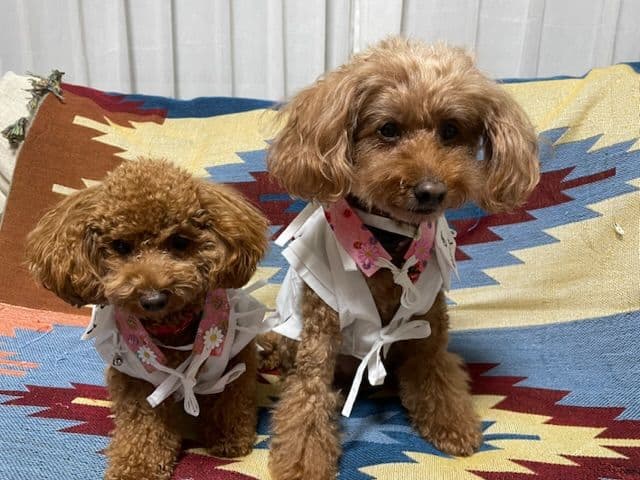 ペット用お遍路白衣&輪袈裟三点セット　わんにゃん白衣　Мまで