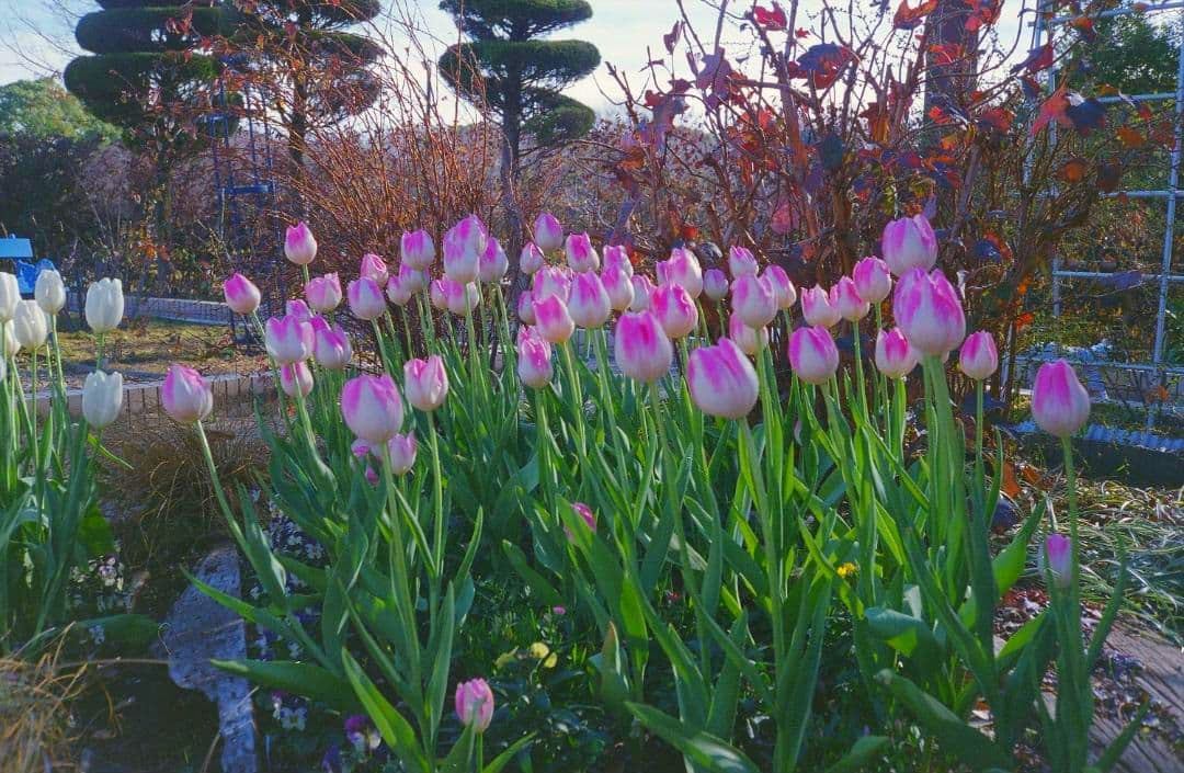 Konica MT-7 コンパクトフィルムカメラ