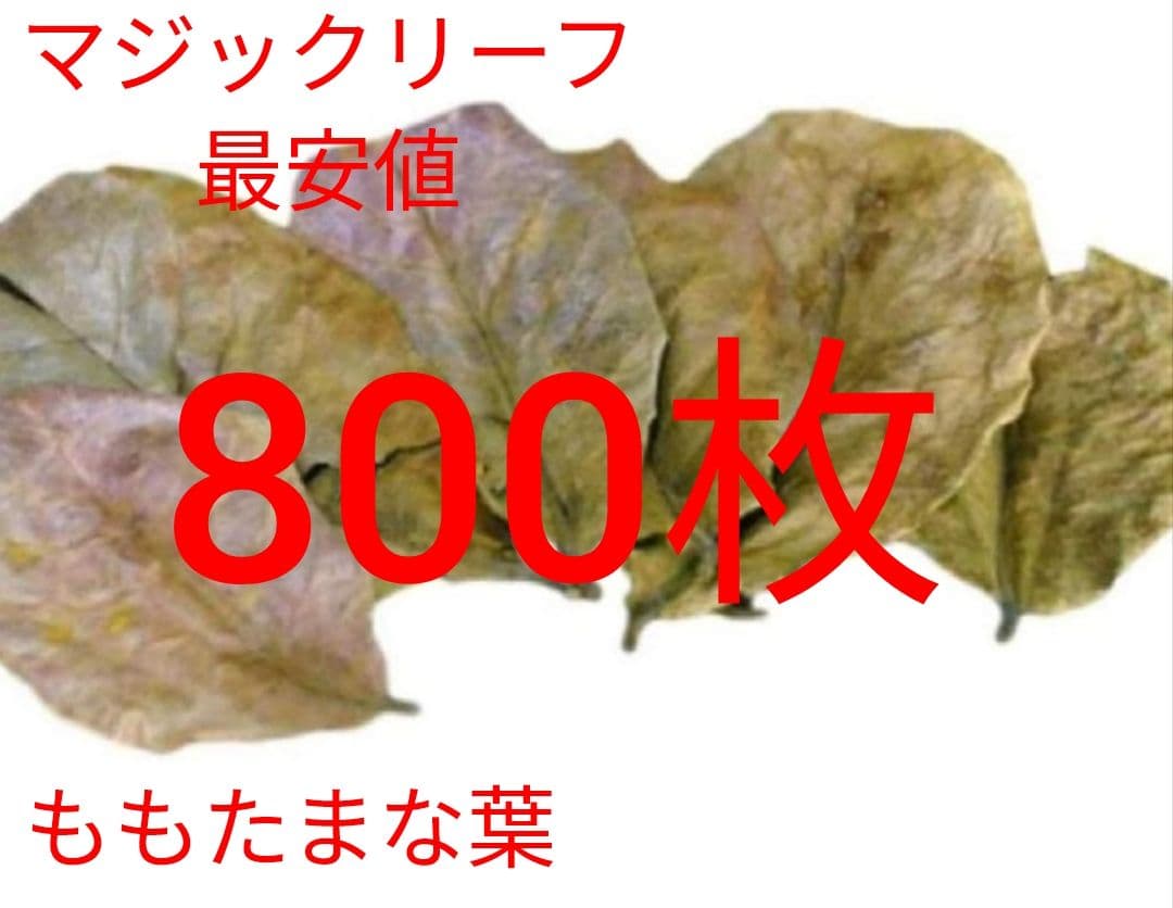 大小様々　無農薬マジックリーフ　天然ももたまな葉　800枚