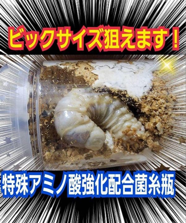 極上！カワラ菌糸瓶【4本】タランドゥス・オウゴンオニクワガタ・レギウスが巨大化！