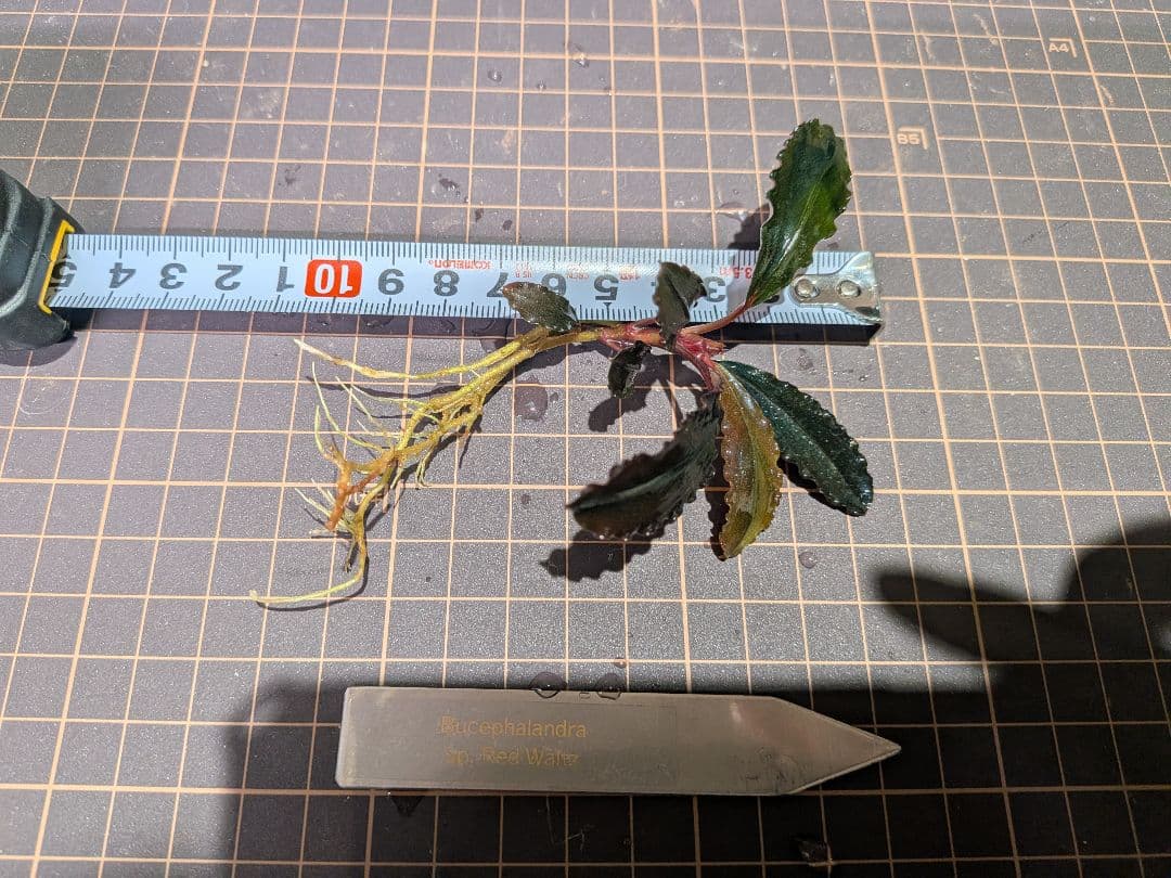 Bucephalandra Red waltz レッドワルツ メタルタグ付き