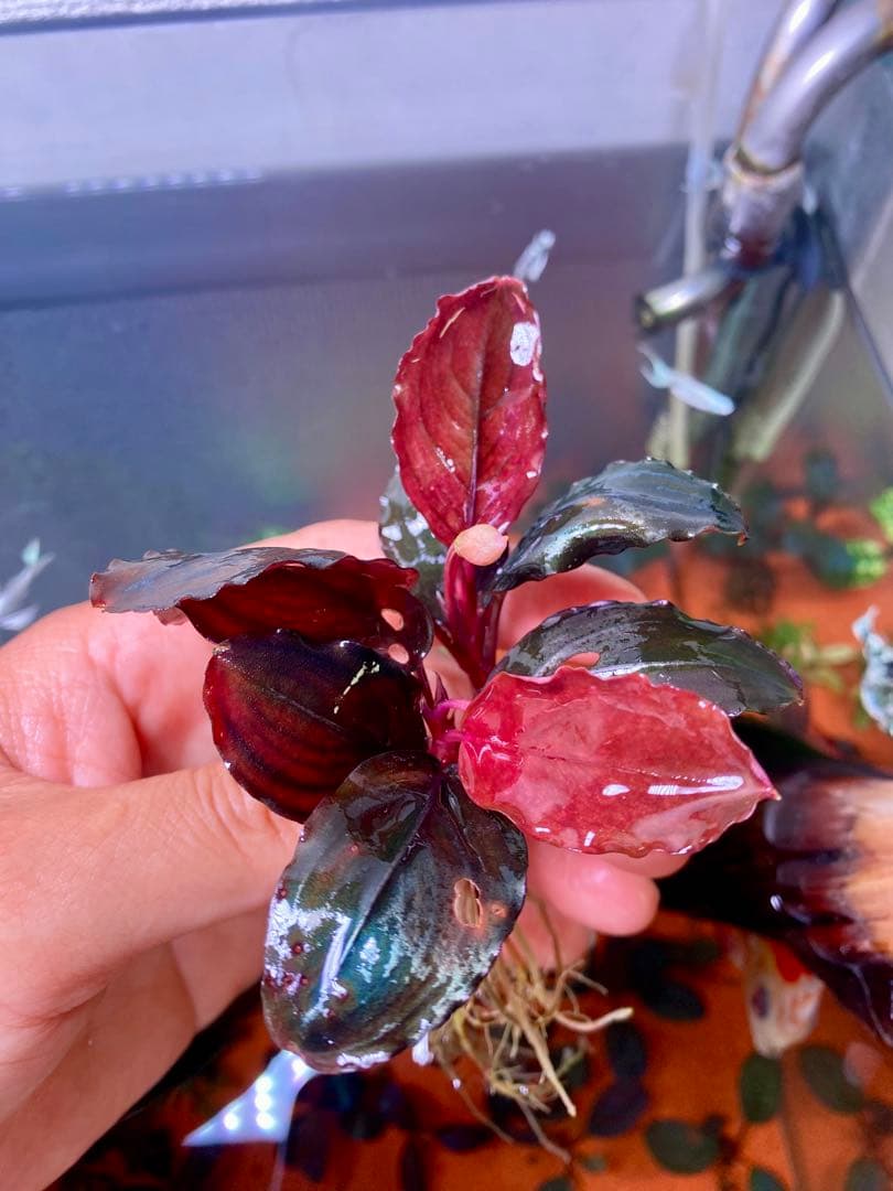 Bucephalandra sp. Mukaka 2株