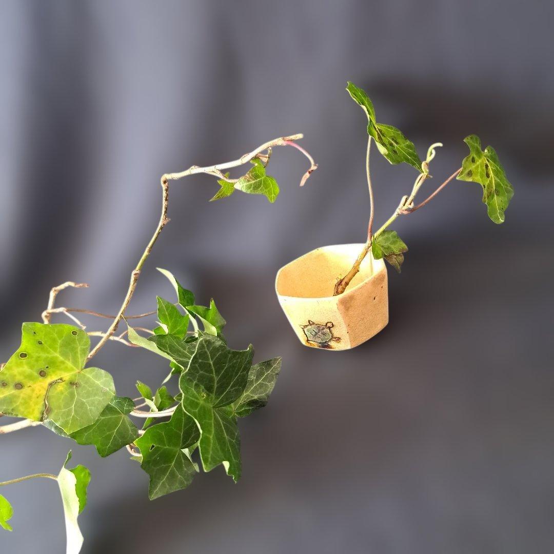 「亀のいる 黄瀬戸のぐい呑み」 六角陶器(幅6cm 高さ4cm) 骨董アンティー