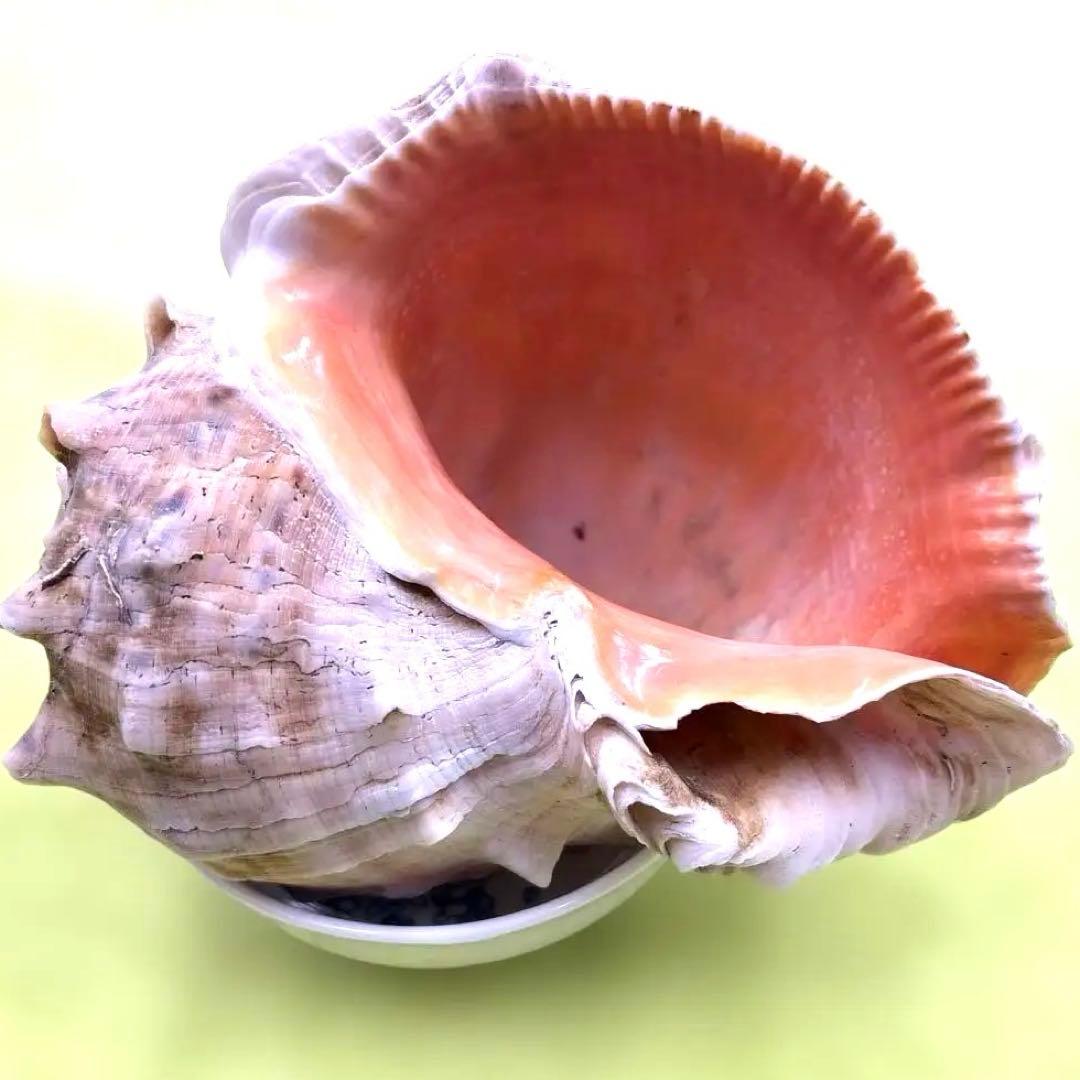 大きな螺旋状の美しいオレンジ色の貝殻長さ約17cm