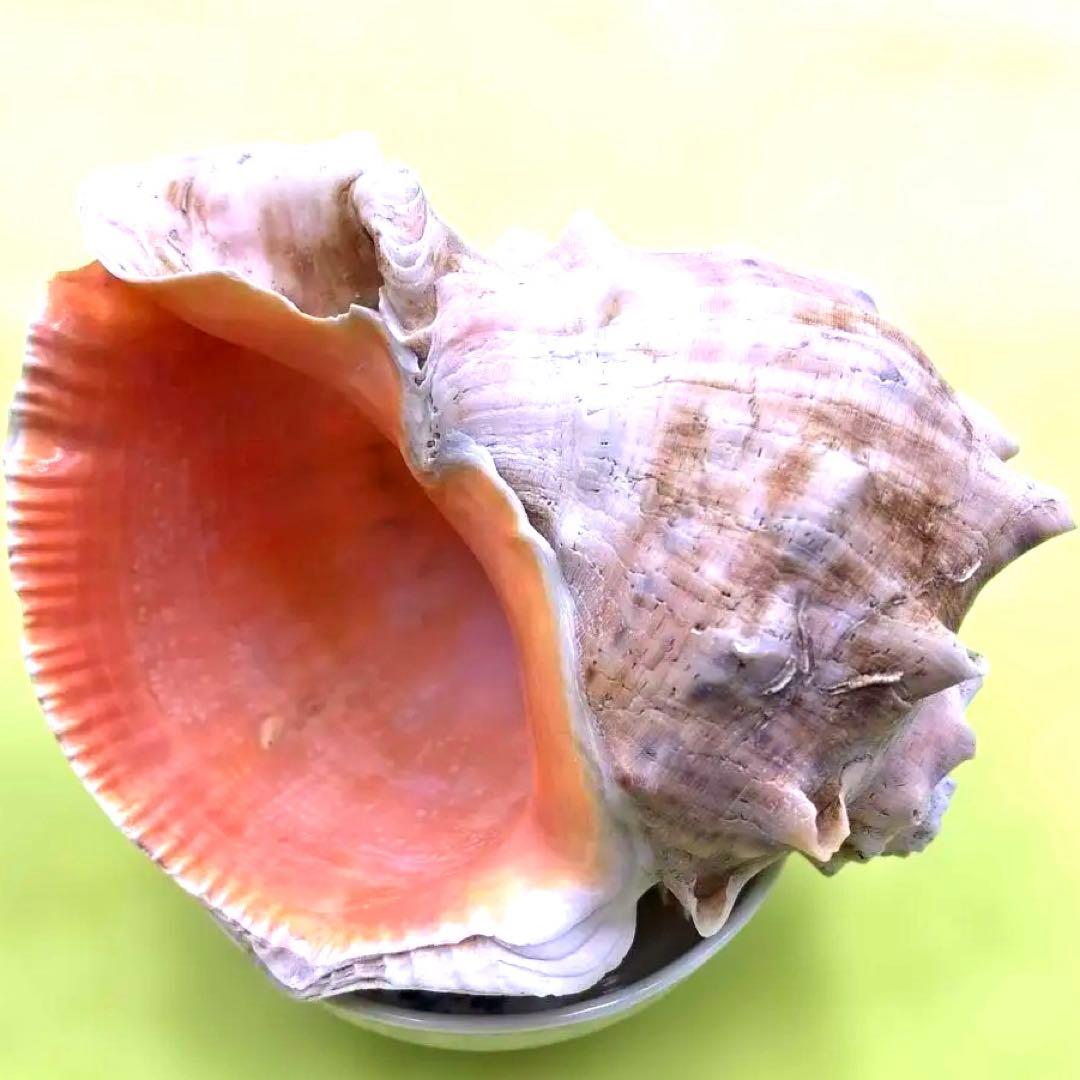 大きな螺旋状の美しいオレンジ色の貝殻長さ約17cm