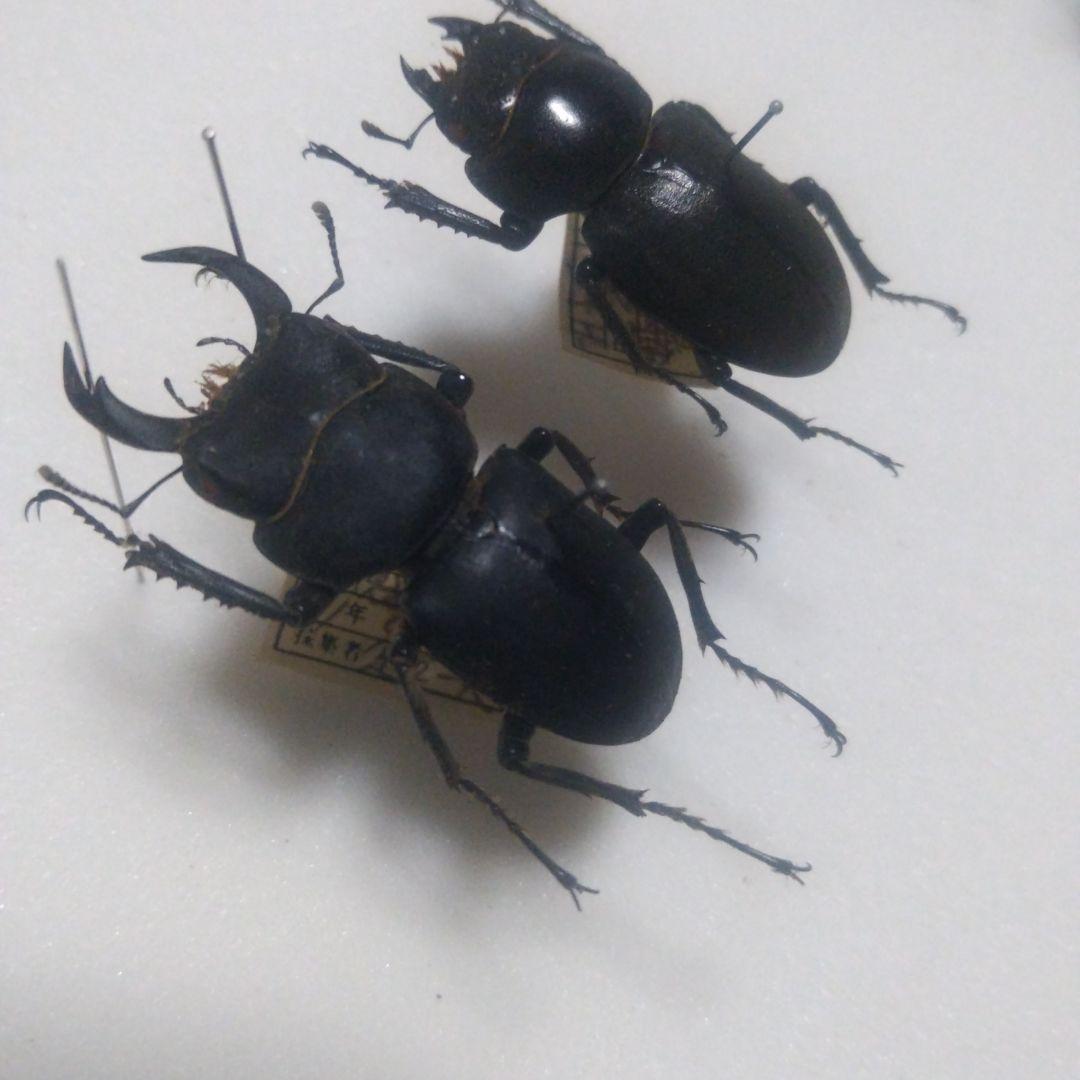 キュウシュウ ヒメオオクワガタ ４５ミリ♂ ♀付き