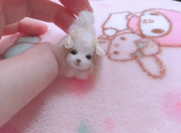 ミニミニトイプーちゃん達✨ご確認用