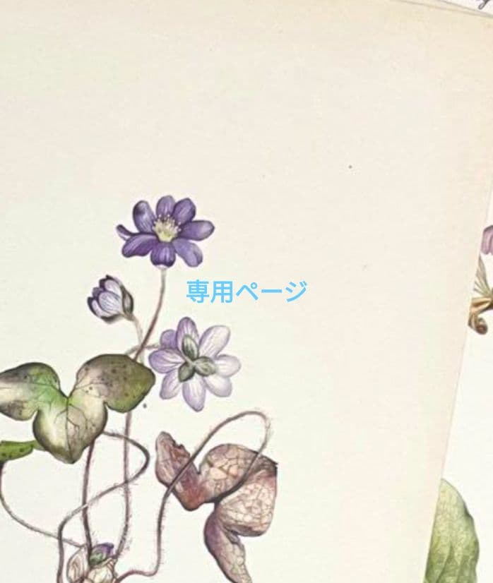 専用ページ　小鳥　つる薔薇