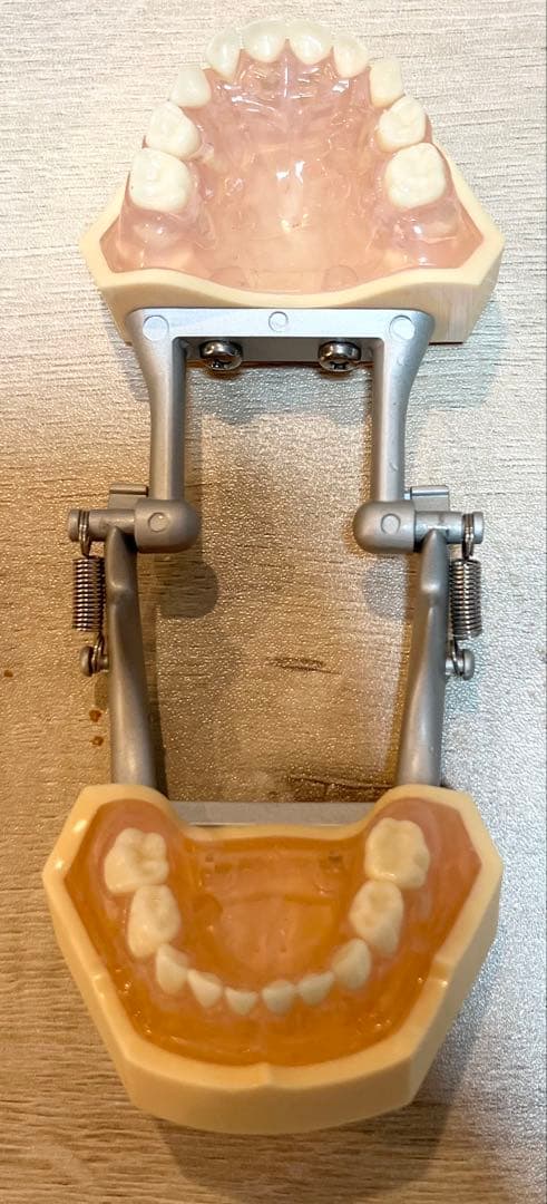 ニッシン　歯科模型　小児