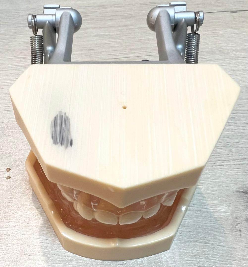 ニッシン　歯科模型　小児