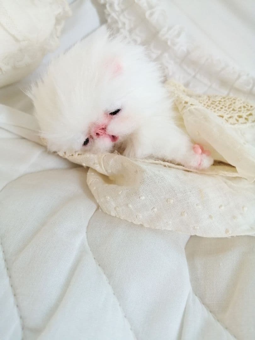 生後15日♡子猫のピロちゃん♡お腹ぽっこり♡アートドール♡ぬいぐるみ♡
