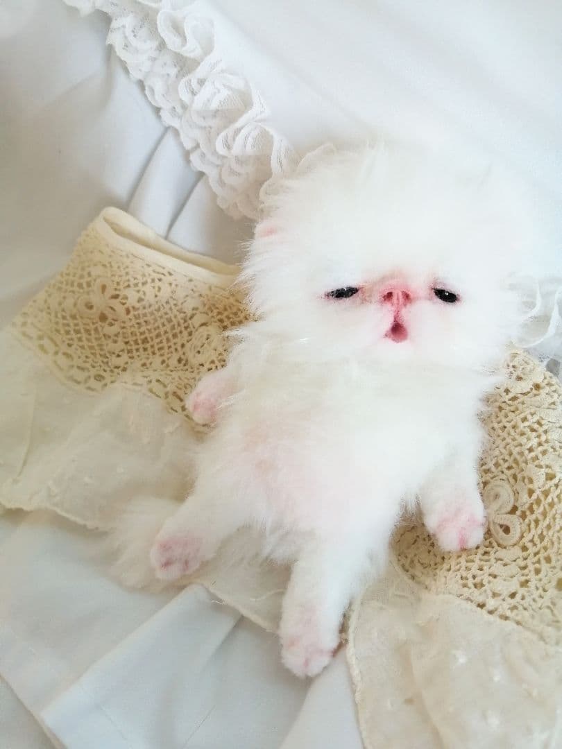 生後15日♡子猫のピロちゃん♡お腹ぽっこり♡アートドール♡ぬいぐるみ♡