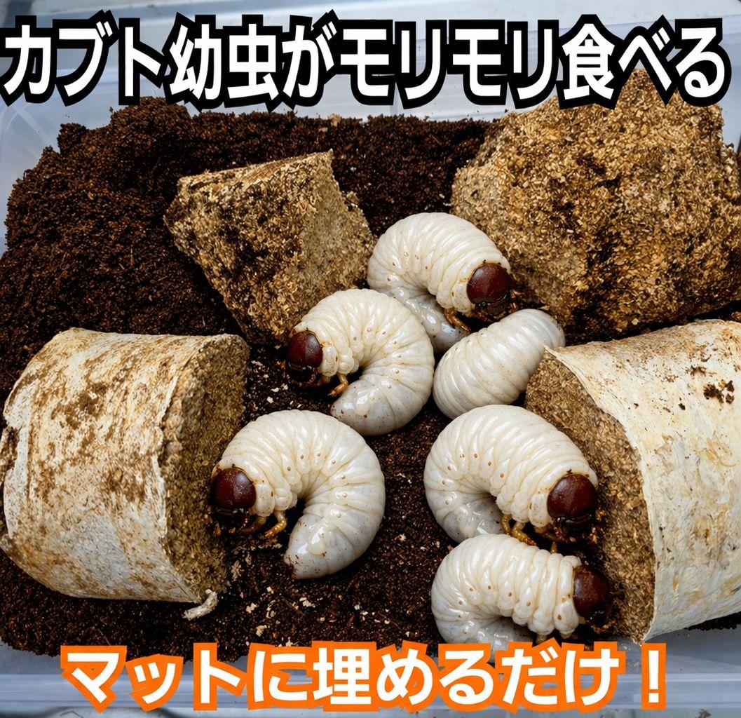 カブトムシ幼虫の栄養強化に！オオヒラタケ菌床【15ブロック】クワガタの産卵にも！