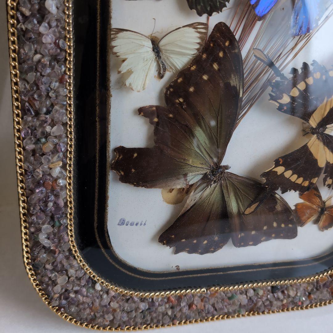 ブラジル 工芸品 蝶の標本 装飾石付きフレーム