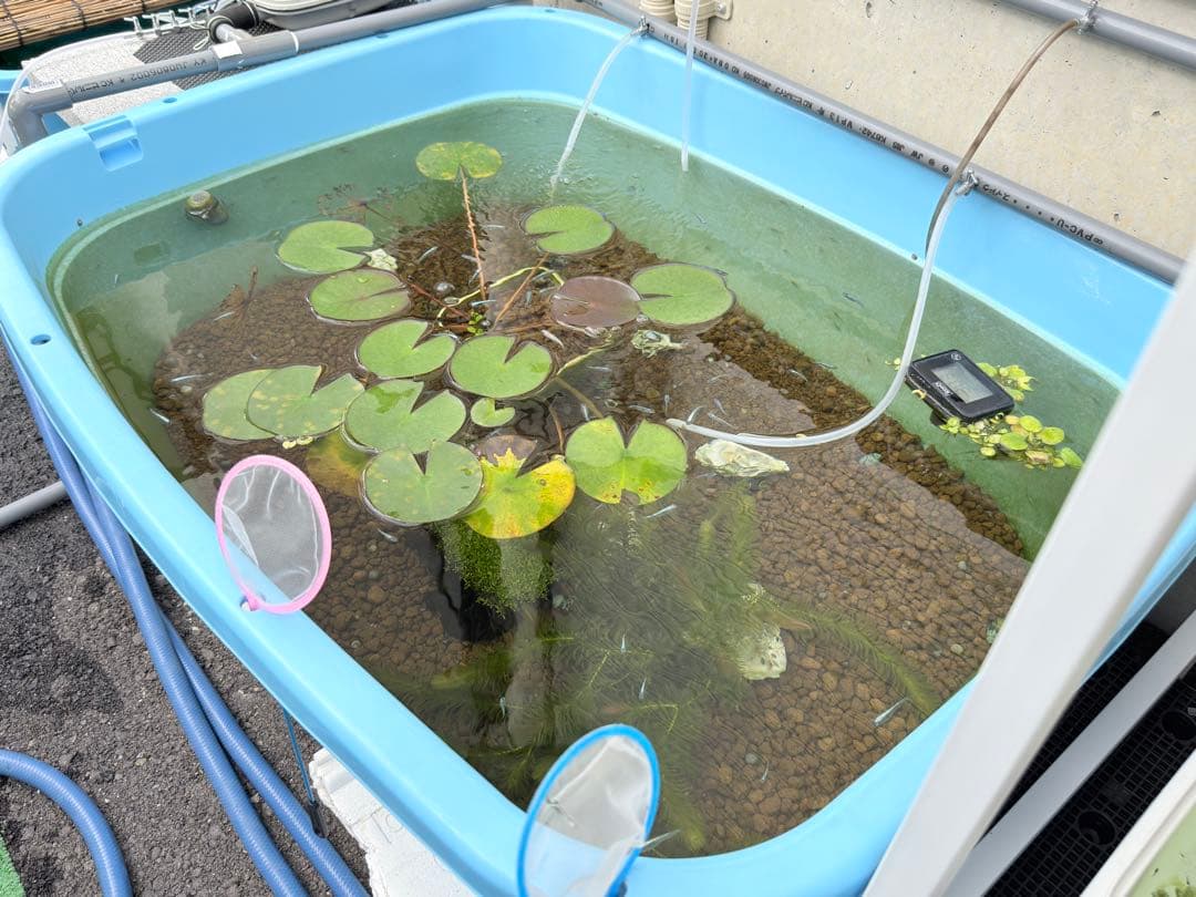 メダカ飼育ケース オーバーフロー(たらい120L)メダカ飼育 容器たらい