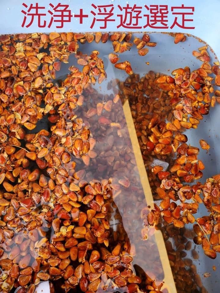 松の実｜1000ｇ｜｜チョウセンマツ｜朝鮮五葉