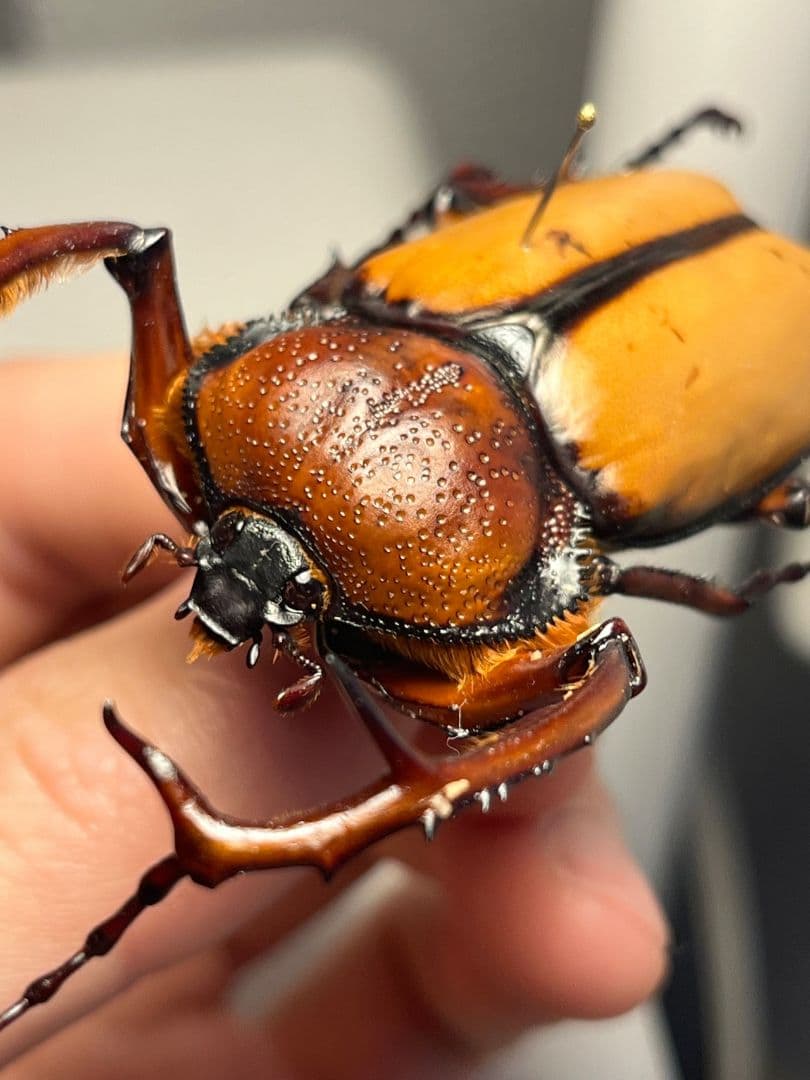 【化物汚有】ダビディヒメテナガコガネ 標本テナガカミキリ昆虫標本 甲虫