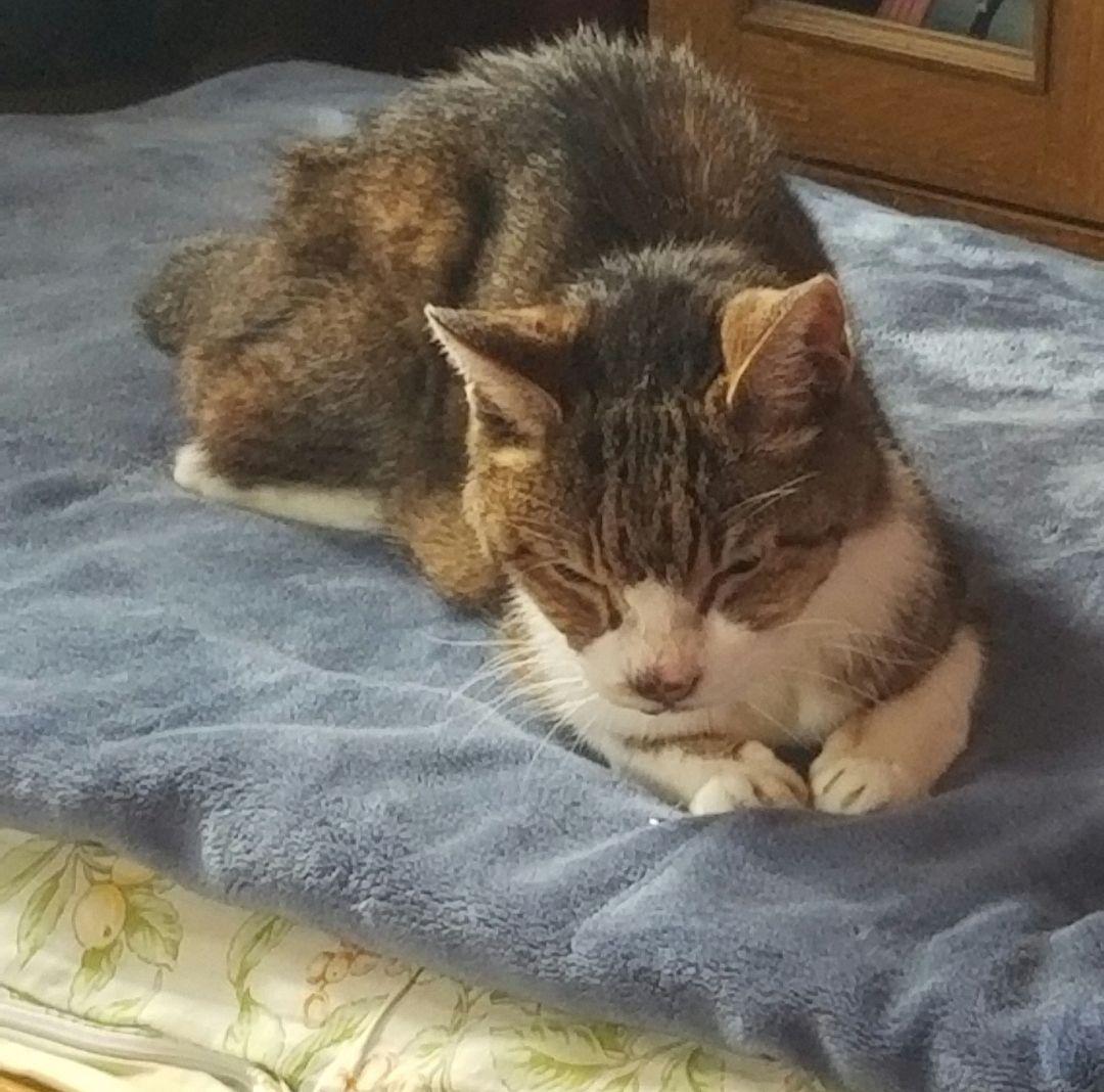 猫の写真 フレーム付き 黒スパークル