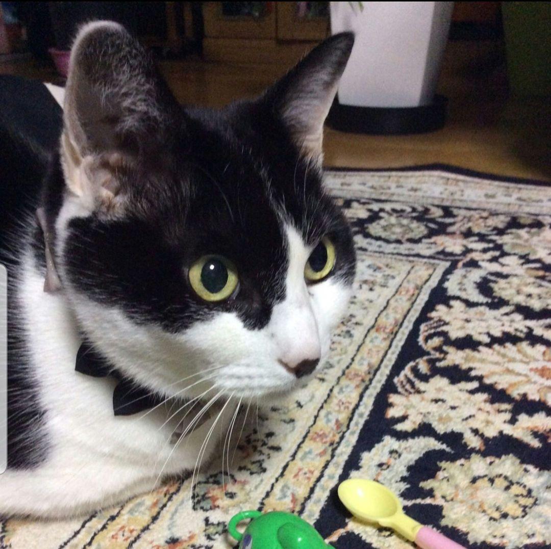 猫の写真 フレーム付き 黒スパークル