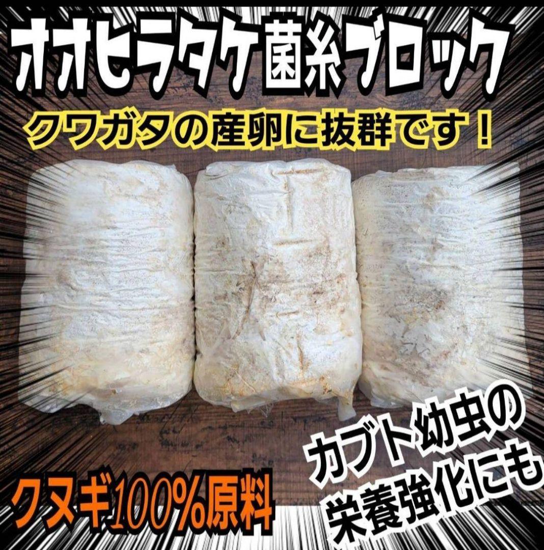 カブトムシ幼虫の栄養強化に！オオヒラタケ菌床【20ブロック】クワガタの産卵にも！