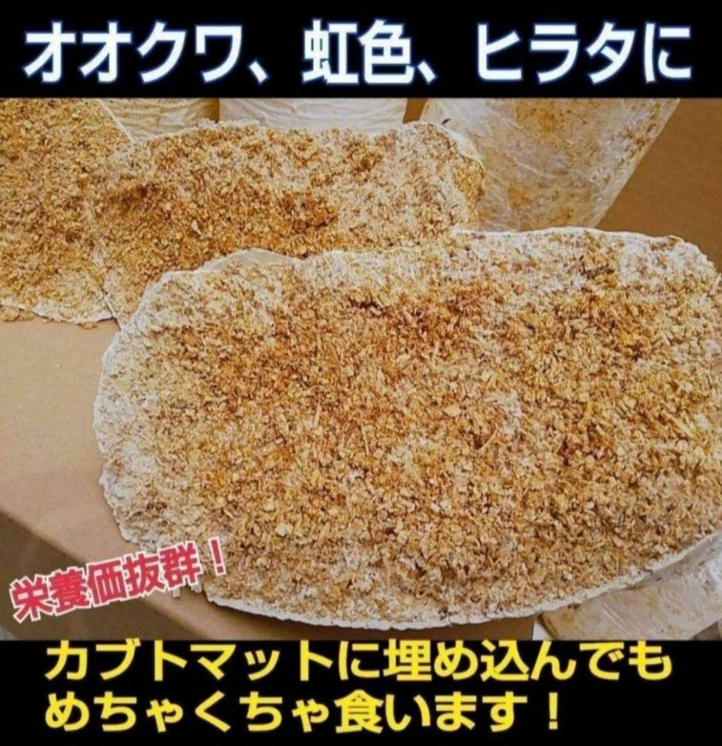 カブトムシ幼虫の栄養強化に！オオヒラタケ菌床【20ブロック】クワガタの産卵にも！