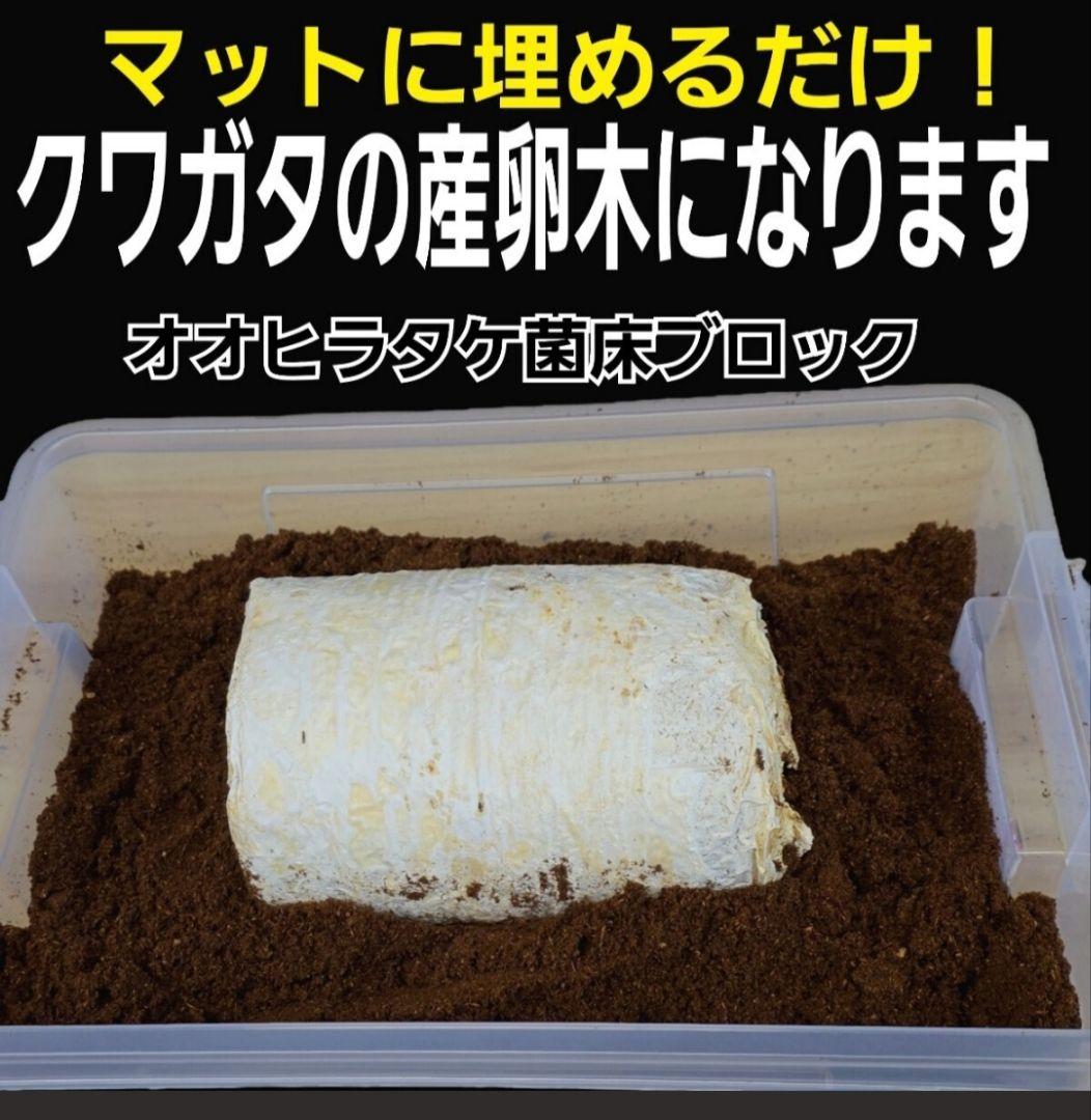 カブトムシ幼虫の栄養強化に！オオヒラタケ菌床【20ブロック】クワガタの産卵にも！