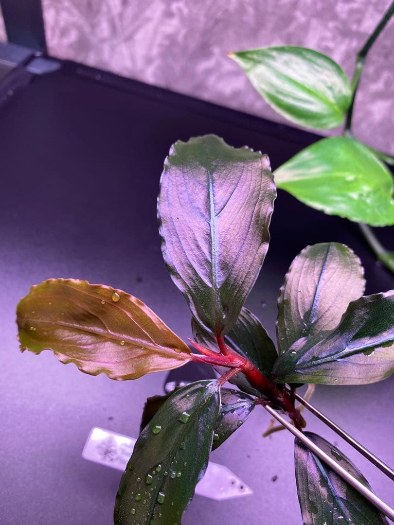 水草 Bucephalandra sp. \"Red Serenade\"Pinoh