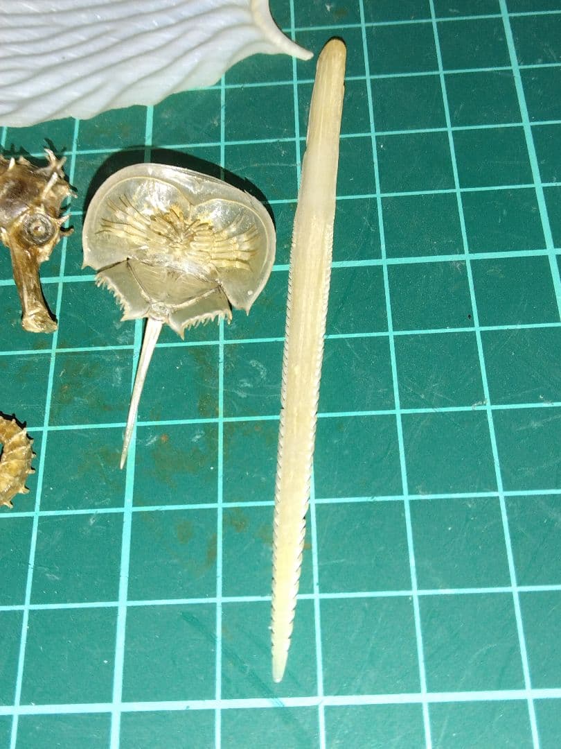 カブトガニ、タツノオトシゴ、アオイガイ、ウニ、イカの甲　エイの針　標本