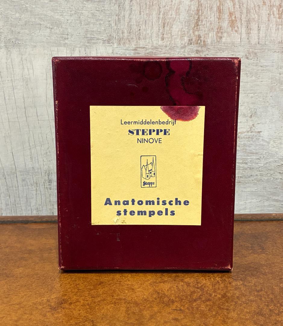 Vintage　解剖学スタンプ　ベルギー　教育教材会社STEPPE NINOVE