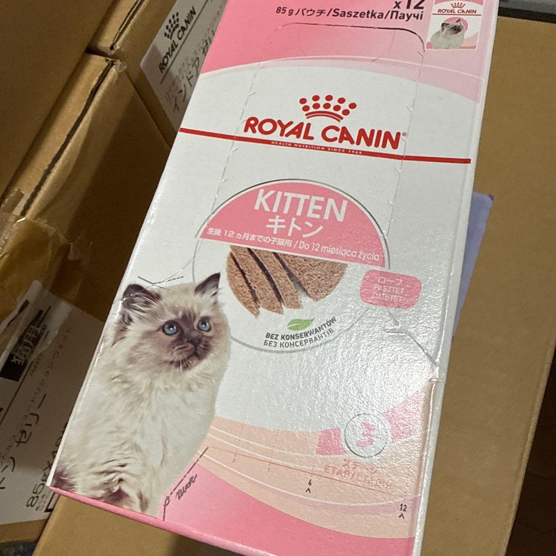  CANIN 成長後期の子猫用　セット