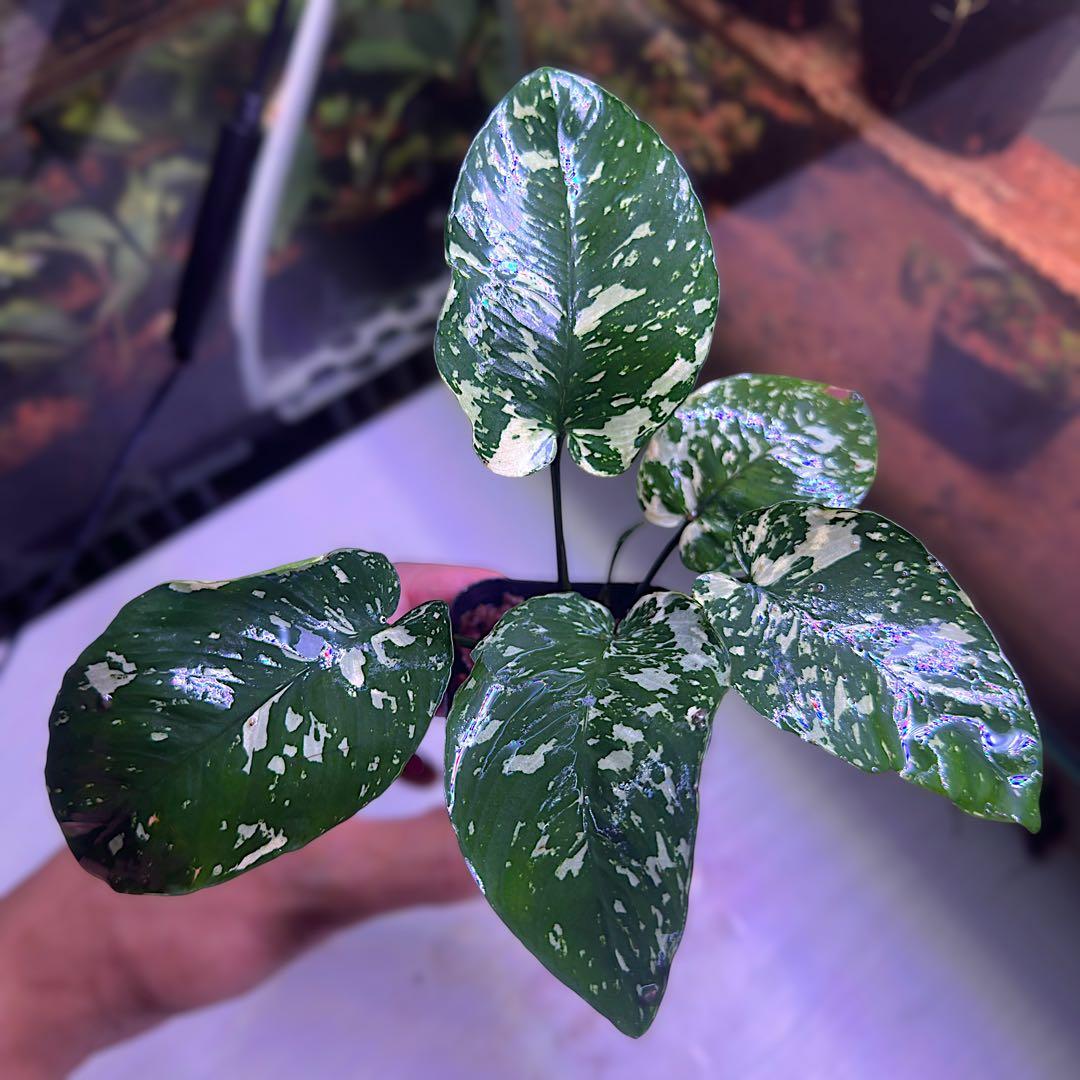 S*A様 アヌビアス・ナナ　斑入りキング Anubias Variegata 中