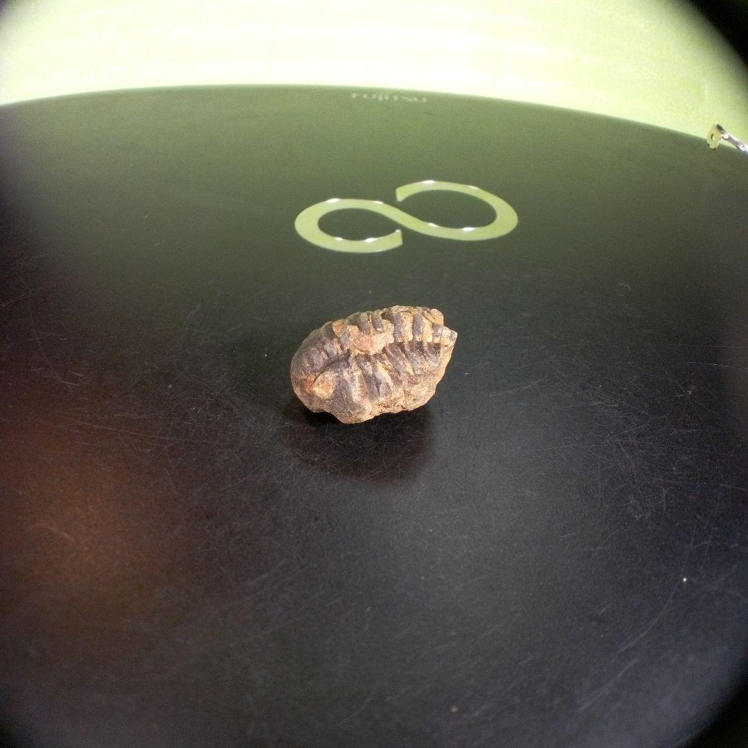 三葉虫　化石　fossil　ボリビア産　trilobite　ノジュール識別②