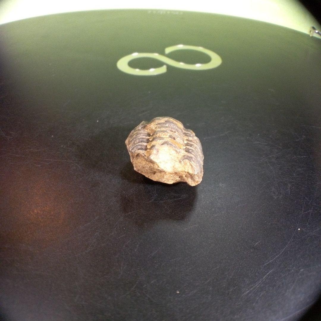 三葉虫　化石　fossil　ボリビア産　trilobite　ノジュール識別②
